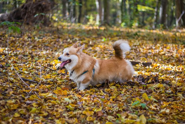 15 листопада 2020 – яке сьогодні свято: традиції, заборони і прикмети - фото 435084
