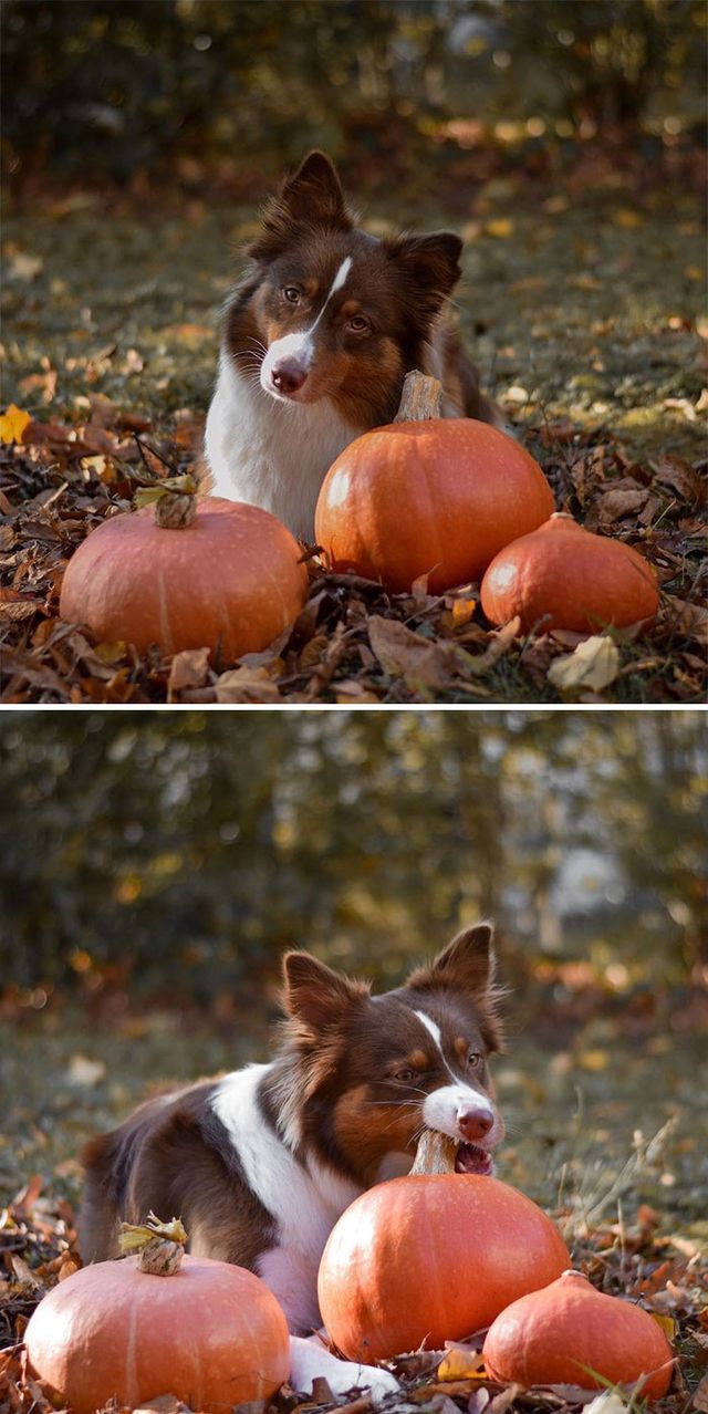 praddouille_aussie/ - фото 435111