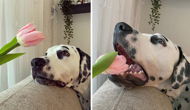 hugo.thedalmatian - фото 435112