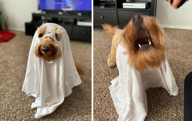 rsl.xo - фото 435113