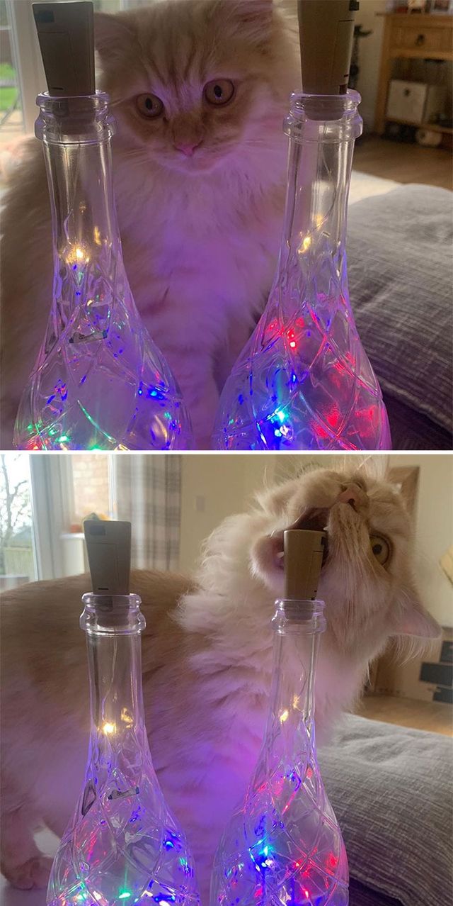 eko_and_simba - фото 435114