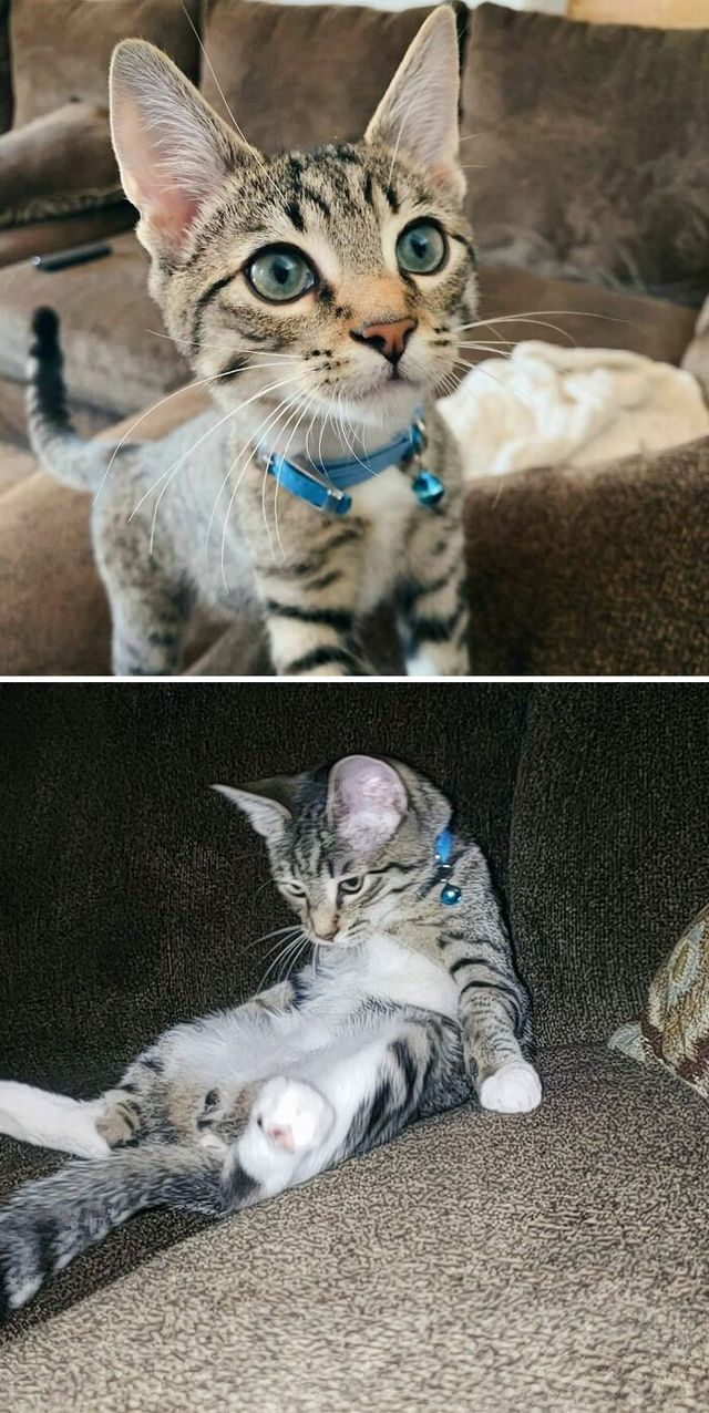 acorlett1 - фото 435116