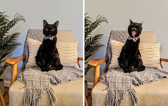 nova_and_kuiper_cats - фото 435126