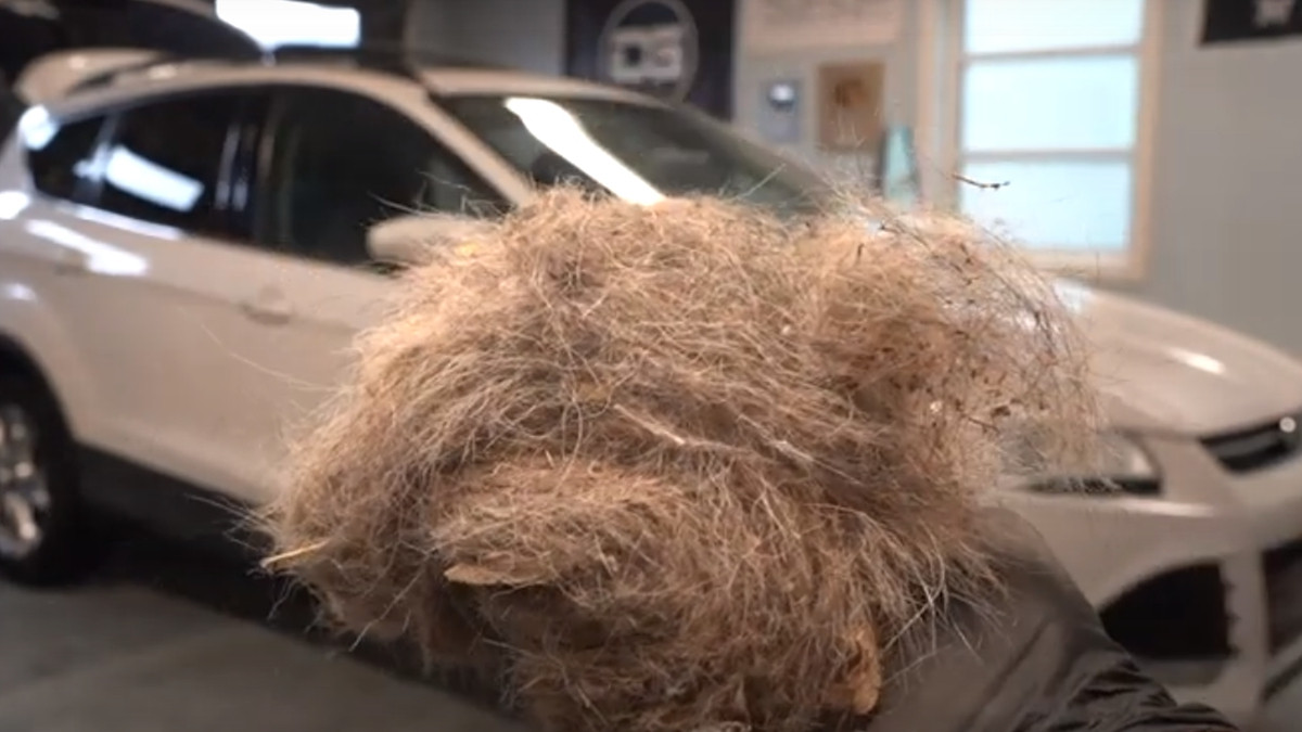 Найбрудніше авто: водій рік не чистив машину, і ось що витягли з неї працівники мийки - фото 1