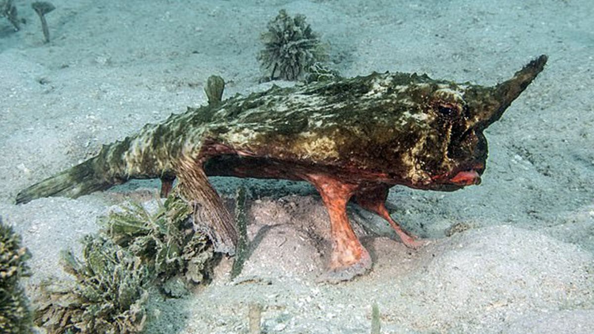 Дайверу вдалося зняти на відео незвичайну рибу, яка використовувала плавники замість ніг - фото 1