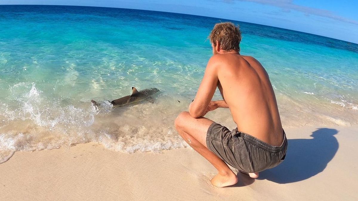 В Австралії сміливий пес накинувся на акулу, щоб захистити господарів: відео