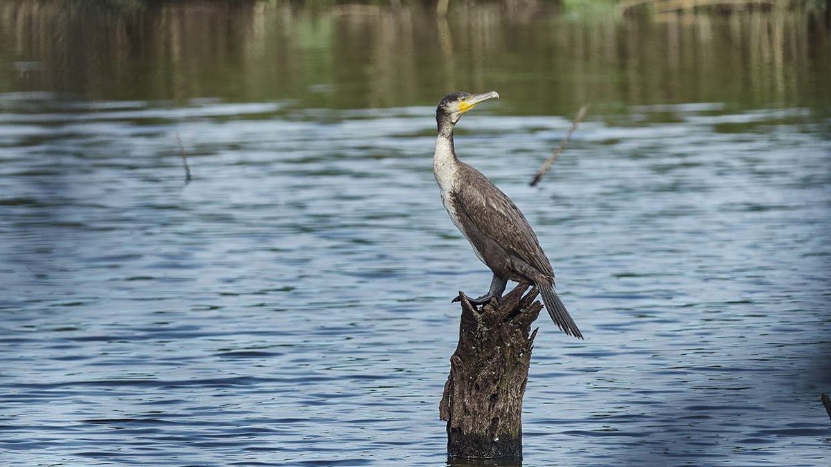 У Чорнобилі показали птаха-водолаза, який зазвичай живе біля моря