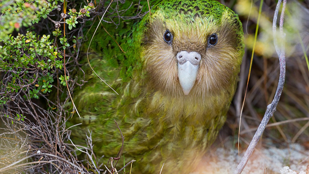 Птахом року в Новій Зеландії став какапо - фото 1