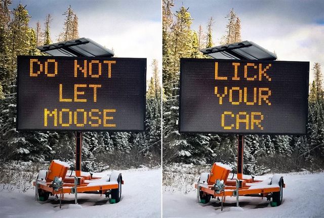 Канадців закликали остерігатися лосів, які лижуть автомобілі - фото 435552