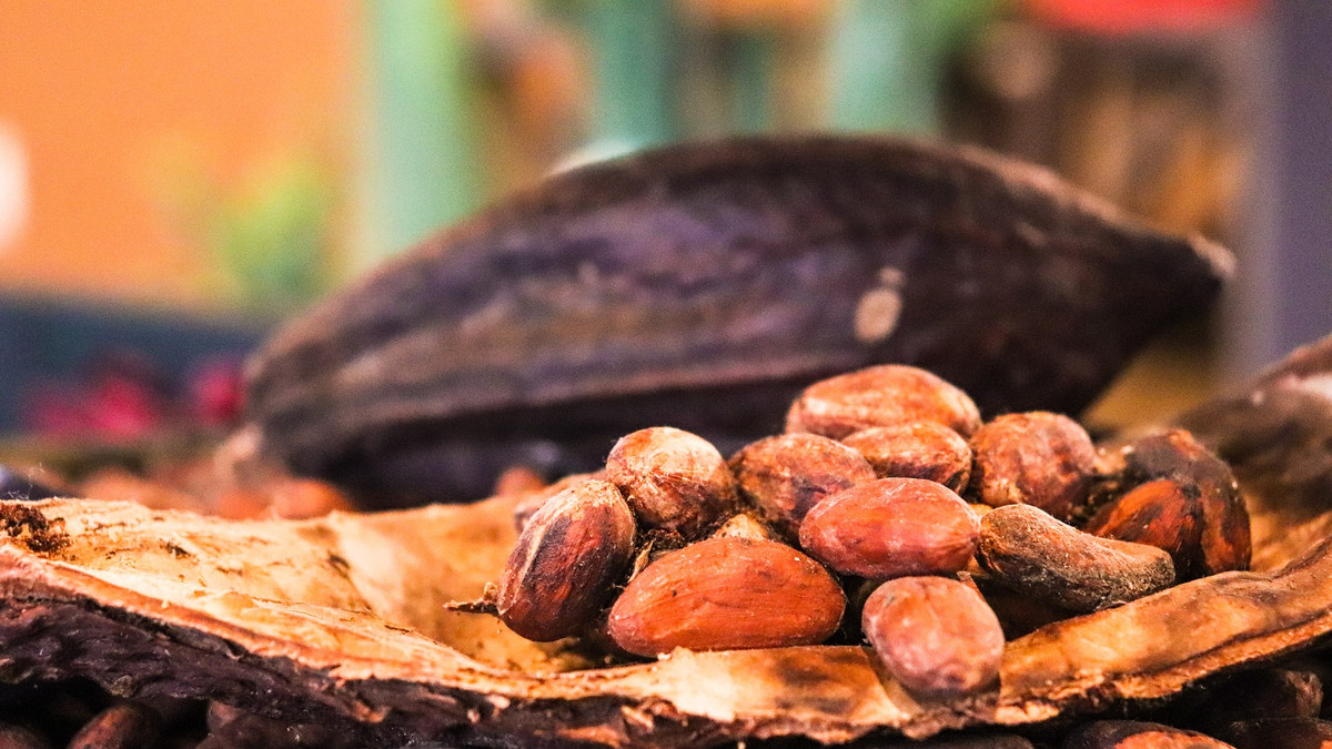 Як виглядають какао-боби всередині - фото 1