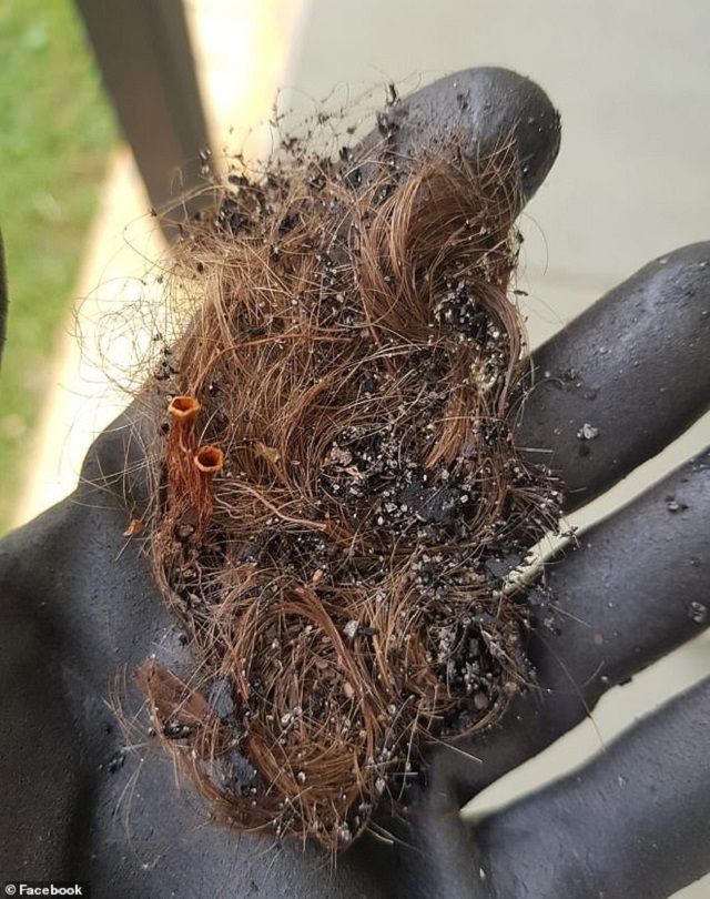 Кімнатна рослина з людським волоссям налякала жінку: фотофакт - фото 435796