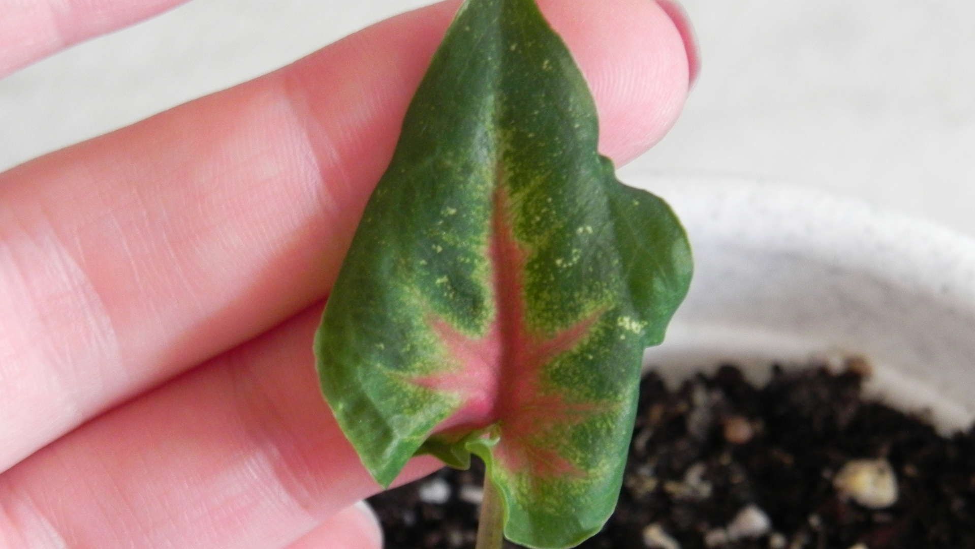 Кімнатна рослина з людським волоссям налякала жінку: фотофакт - фото 1