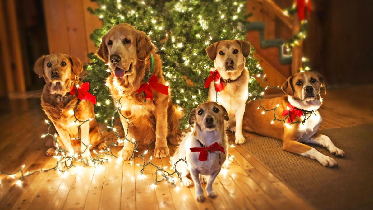 З'явилася перша у світі різдвяна пісня для собак: відео - фото 1