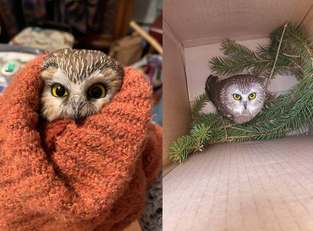 У Нью-Йорк привезли головну новорічну ялинку з сюрпризом: він дуже милий - фото 435896