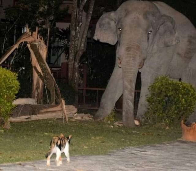 У Таїланді сміливому коту вдалося прогнати з двору нахабного слона: епічні фото - фото 436158