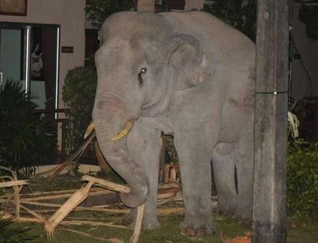 У Таїланді сміливому коту вдалося прогнати з двору нахабного слона: епічні фото - фото 436160