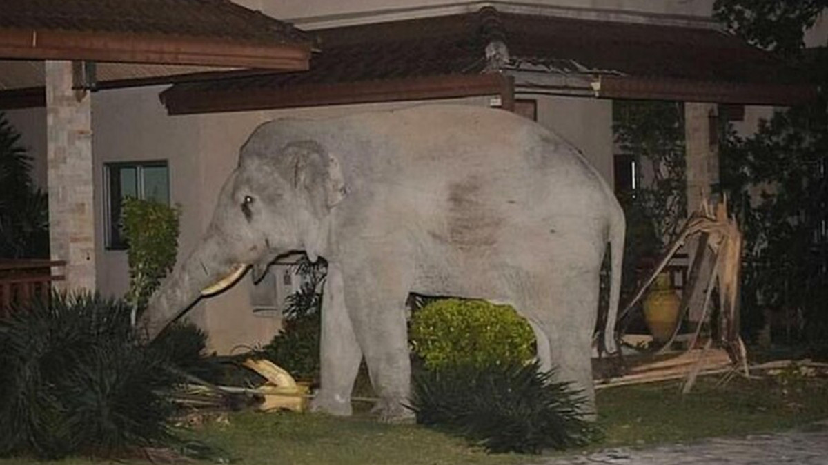 У Таїланді сміливому коту вдалося прогнати з двору нахабного слона: епічні фото - фото 1