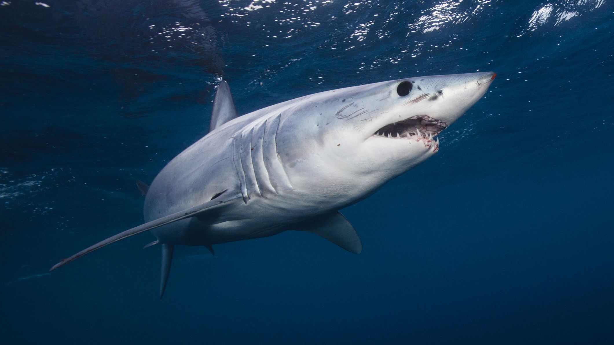 Думала, що видра: жінка побачила у болоті блакитну акулу (відео)