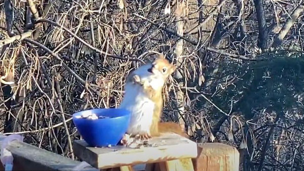Білка з'їла переброджені груші і сп'яніла: кумедне відео