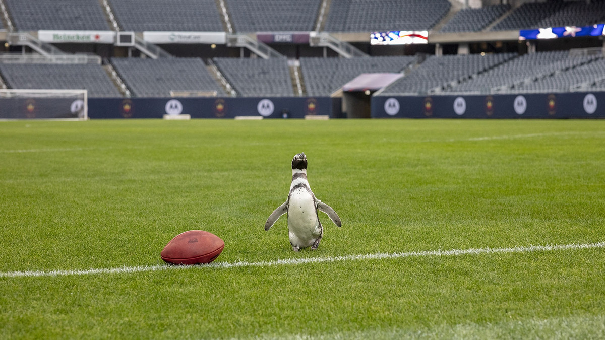 Чиказьких пінгвінів випустили погуляти на футбольний стадіон: кумедні фото та відео - фото 1