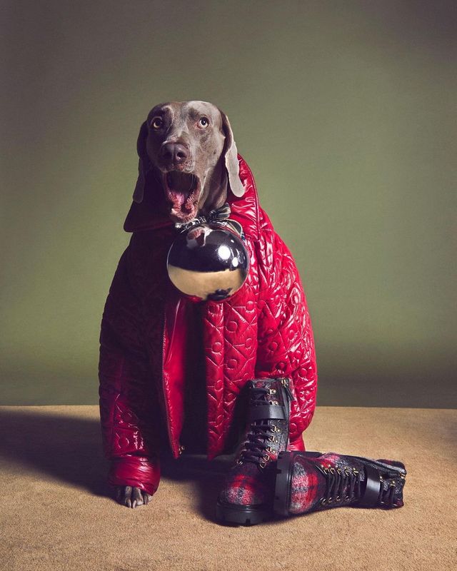 У святковій кампанії Tod's знялися собаки: милі фото - фото 436799