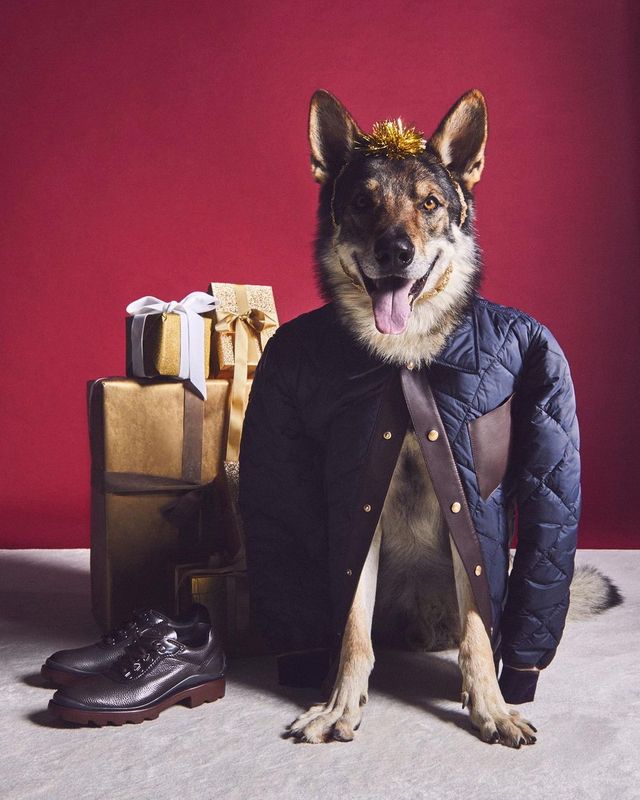 У святковій кампанії Tod's знялися собаки: милі фото - фото 436802