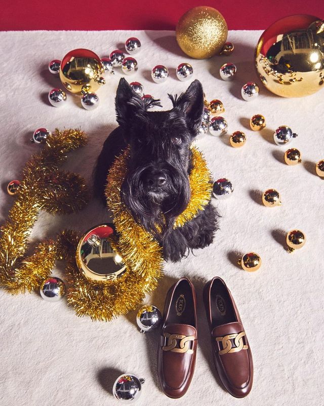 У святковій кампанії Tod's знялися собаки: милі фото - фото 436803