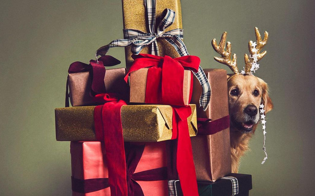 У святковій кампанії Tod's знялися собаки: милі фото