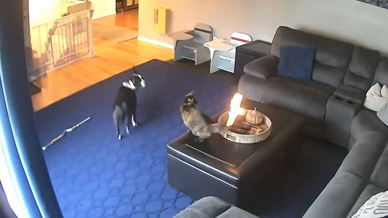 Кіт випадково підпалив собі хвіст: епічна реакція пухнастика розсмішила мережу (відео)