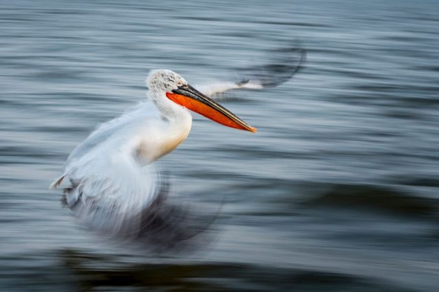 Найкращі знімки року за версією британського фотоконкурсу Capturing Ecology - фото 437017