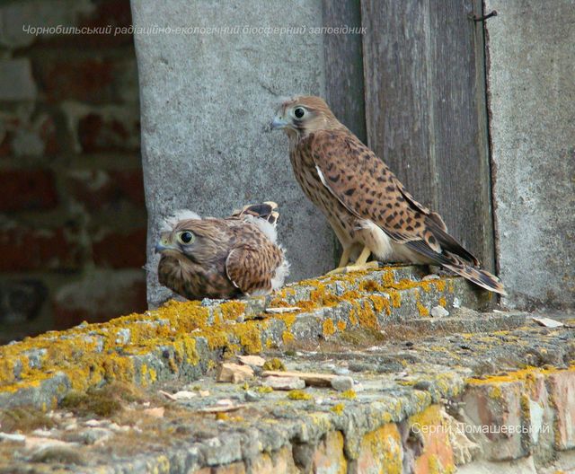 У Чорнобильській зоні відчуження оселилися хижі боривітри: фото - фото 437193