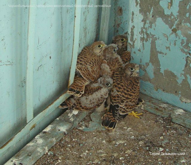 У Чорнобильській зоні відчуження оселилися хижі боривітри: фото - фото 437194