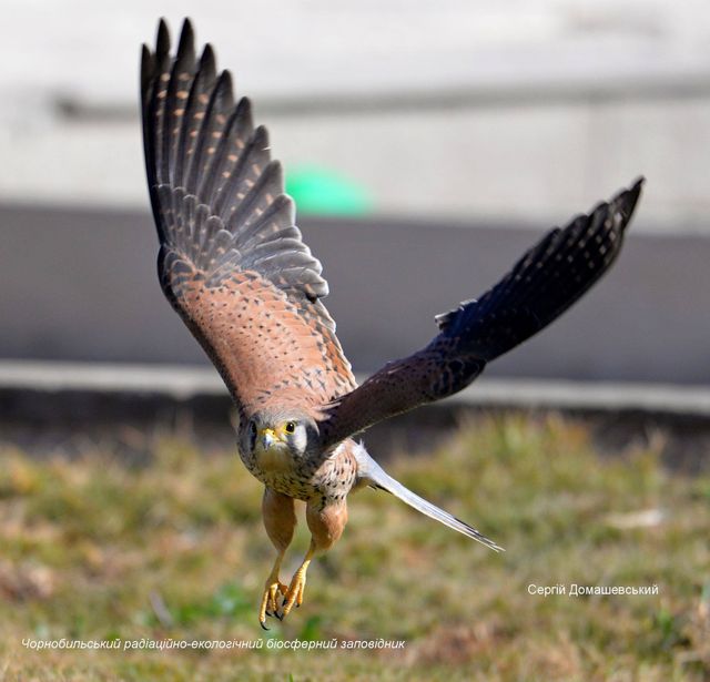 У Чорнобильській зоні відчуження оселилися хижі боривітри: фото - фото 437195