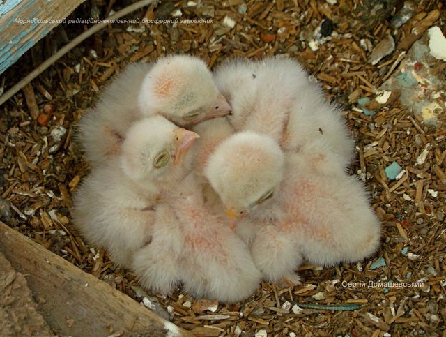 У Чорнобильській зоні відчуження оселилися хижі боривітри: фото - фото 437196