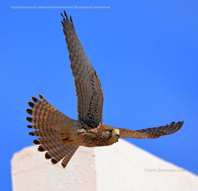 У Чорнобильській зоні відчуження оселилися хижі боривітри: фото - фото 437197