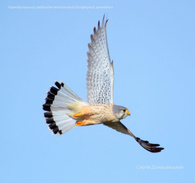 У Чорнобильській зоні відчуження оселилися хижі боривітри: фото - фото 437198