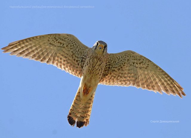 У Чорнобильській зоні відчуження оселилися хижі боривітри: фото - фото 437199