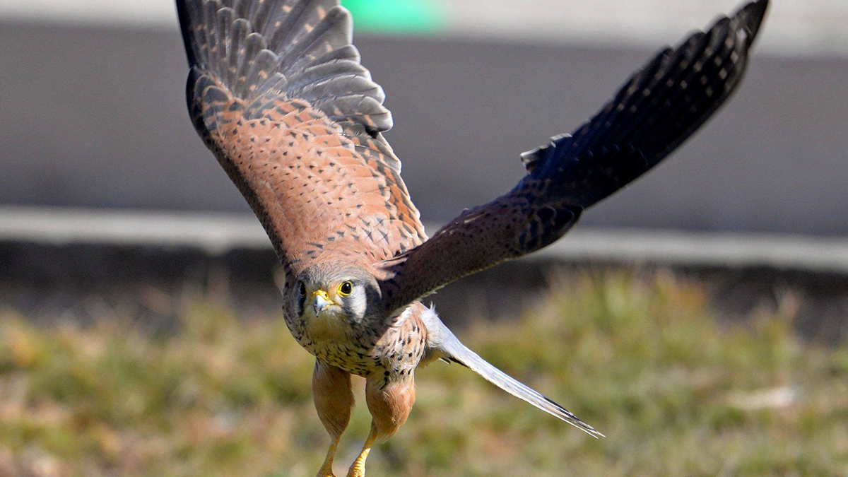 У Чорнобильській зоні відчуження оселилися хижі боривітри: фото - фото 1