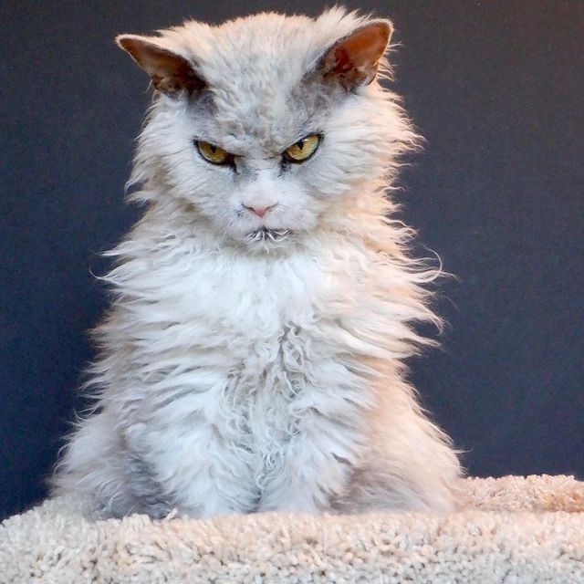 Кіт з незадоволеною мордою знайшов собі нову сім'ю і став зіркою мережі: фото - фото 437218