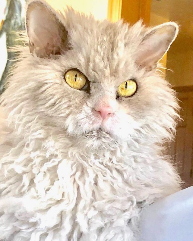 Кіт з незадоволеною мордою знайшов собі нову сім'ю і став зіркою мережі: фото - фото 437219