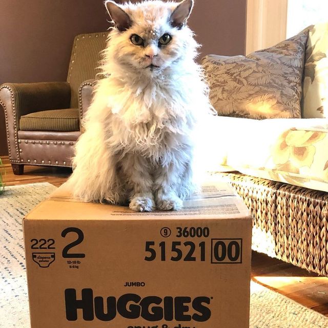 Кіт з незадоволеною мордою знайшов собі нову сім'ю і став зіркою мережі: фото - фото 437221