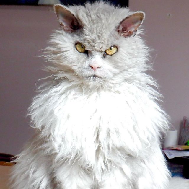 Кіт з незадоволеною мордою знайшов собі нову сім'ю і став зіркою мережі: фото - фото 437222