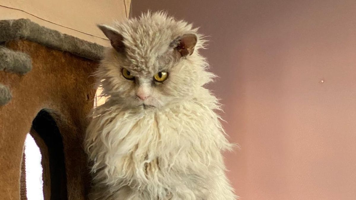 Кіт з незадоволеною мордою знайшов собі нову сім'ю і став зіркою мережі: фото