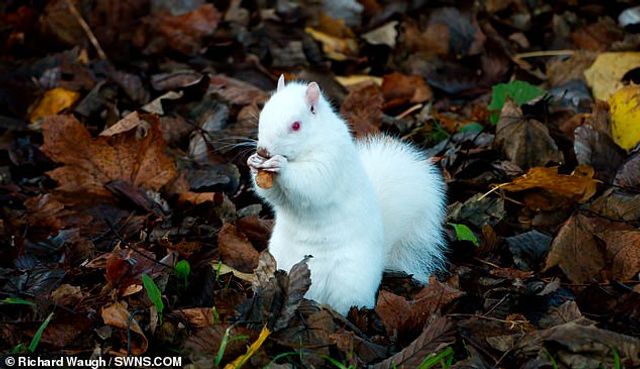 У Шотландії побачили рідкісну білку-альбіноса - фото 437396