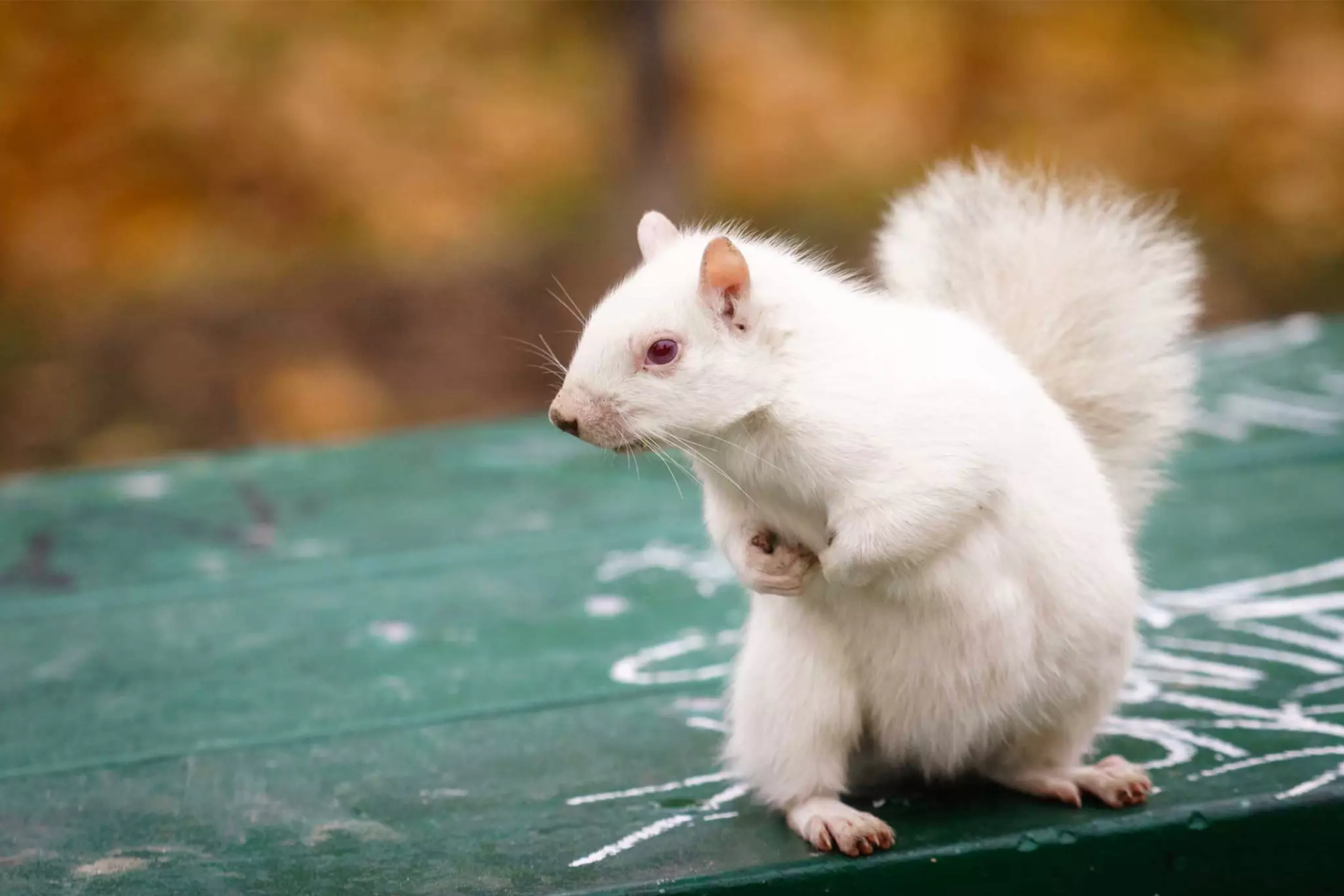 У Шотландії побачили рідкісну білку-альбіноса