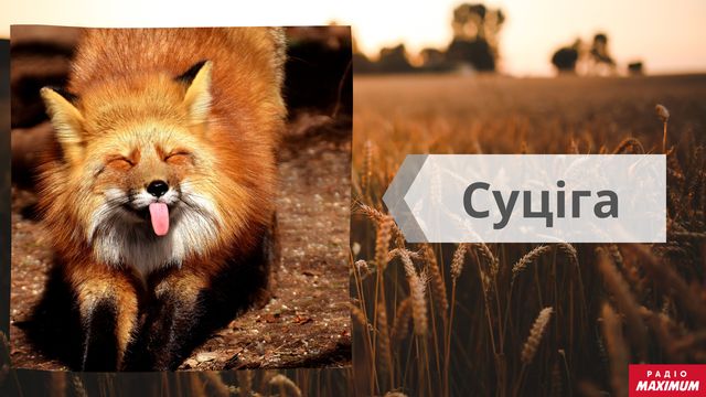 Говори красиво: 10 рідкісних українських слів, які варто запам'ятати - фото 437509