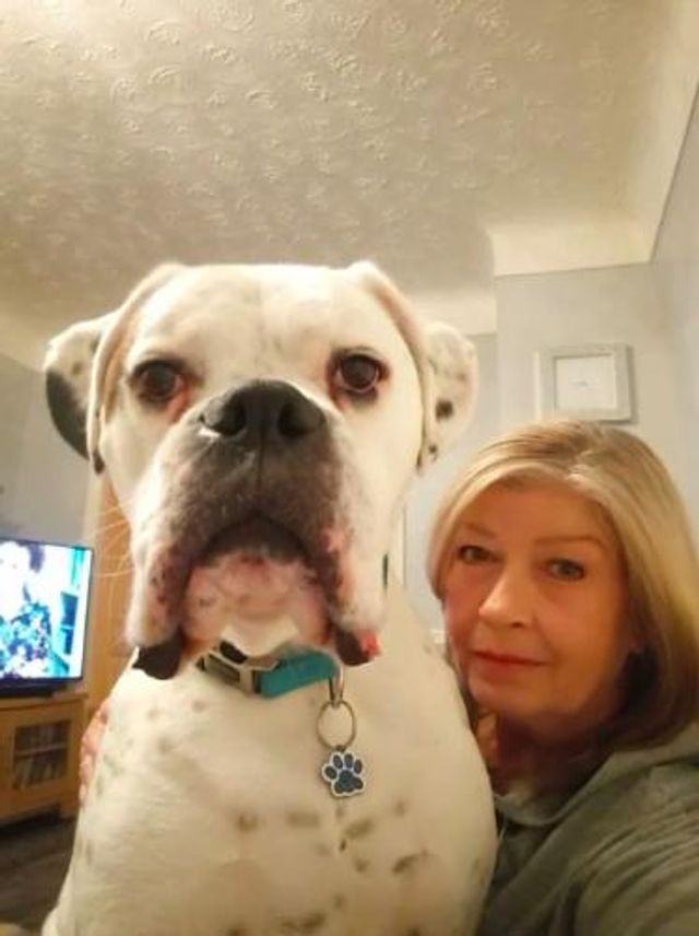 В Англії знайшли найдорожчого і найнеслухнянішого собаку - фото 437694