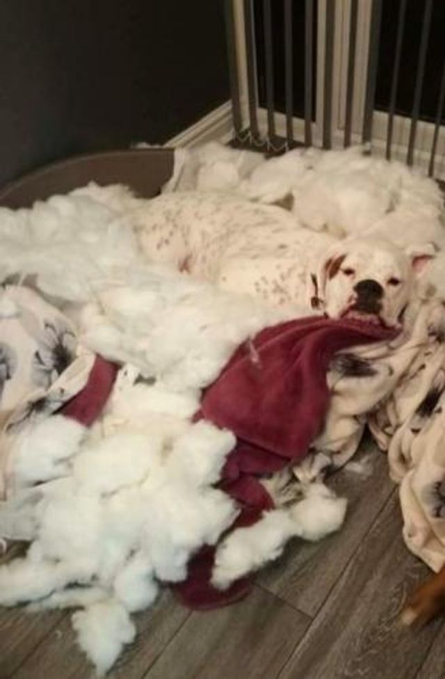 В Англії знайшли найдорожчого і найнеслухнянішого собаку - фото 437696