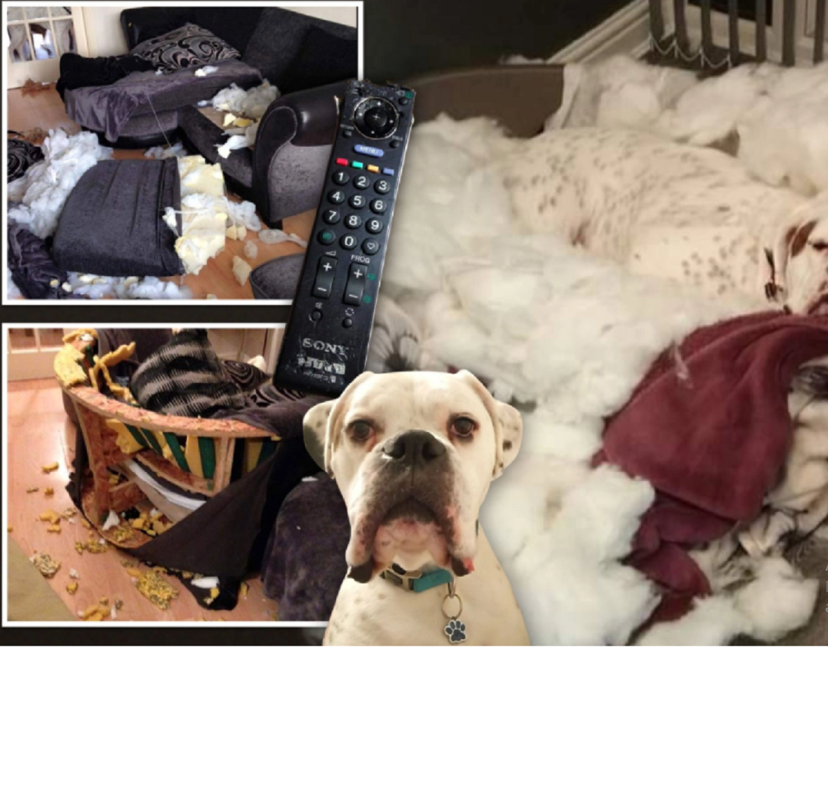 В Англії знайшли найдорожчого і найнеслухнянішого собаку