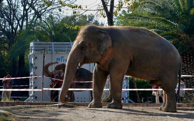 Найсамотніший слон у світі переїхав до заповідника у Камбоджі - фото 437729